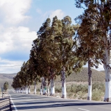 Picture - ShootOutside Film/Photo Location Scout Service Spain Andalusia - Tree lined Road